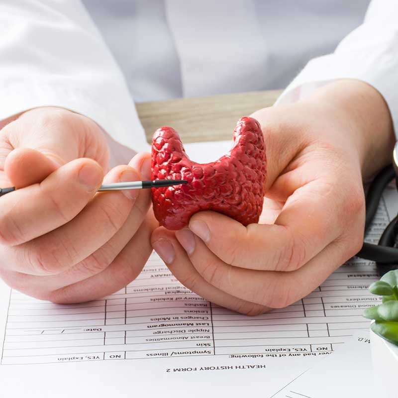 Doctor holding a model of a thyroid. 